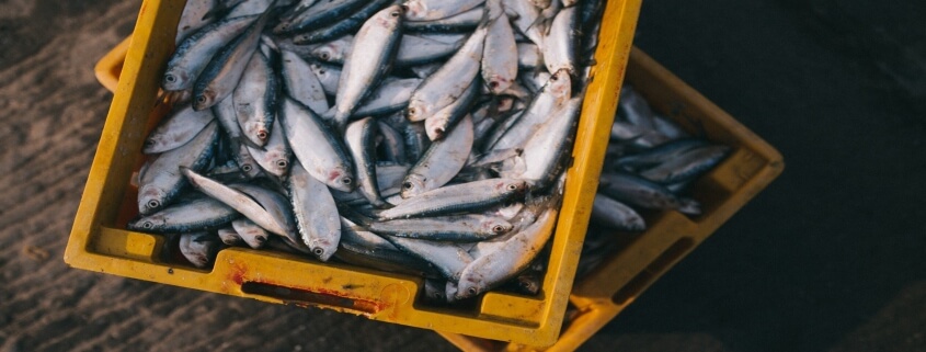 Seafood Intolerance: Don’t let it impact on your lifestyle.