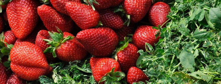 strawberries and shortbread in an elimination diet