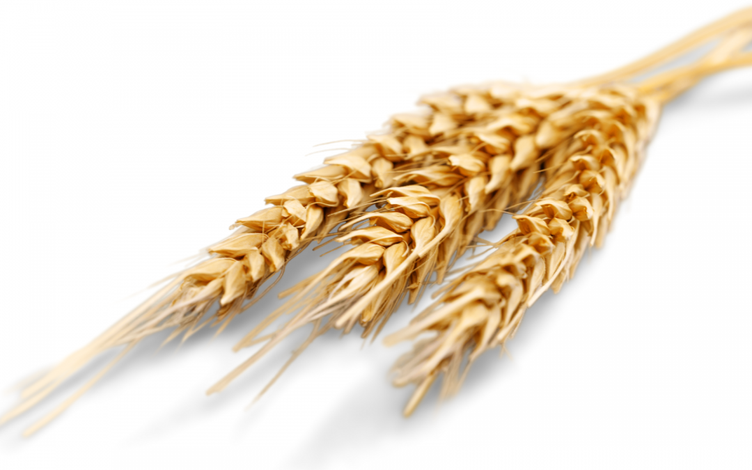 Tips for Starting a Wheat Allergy Diet