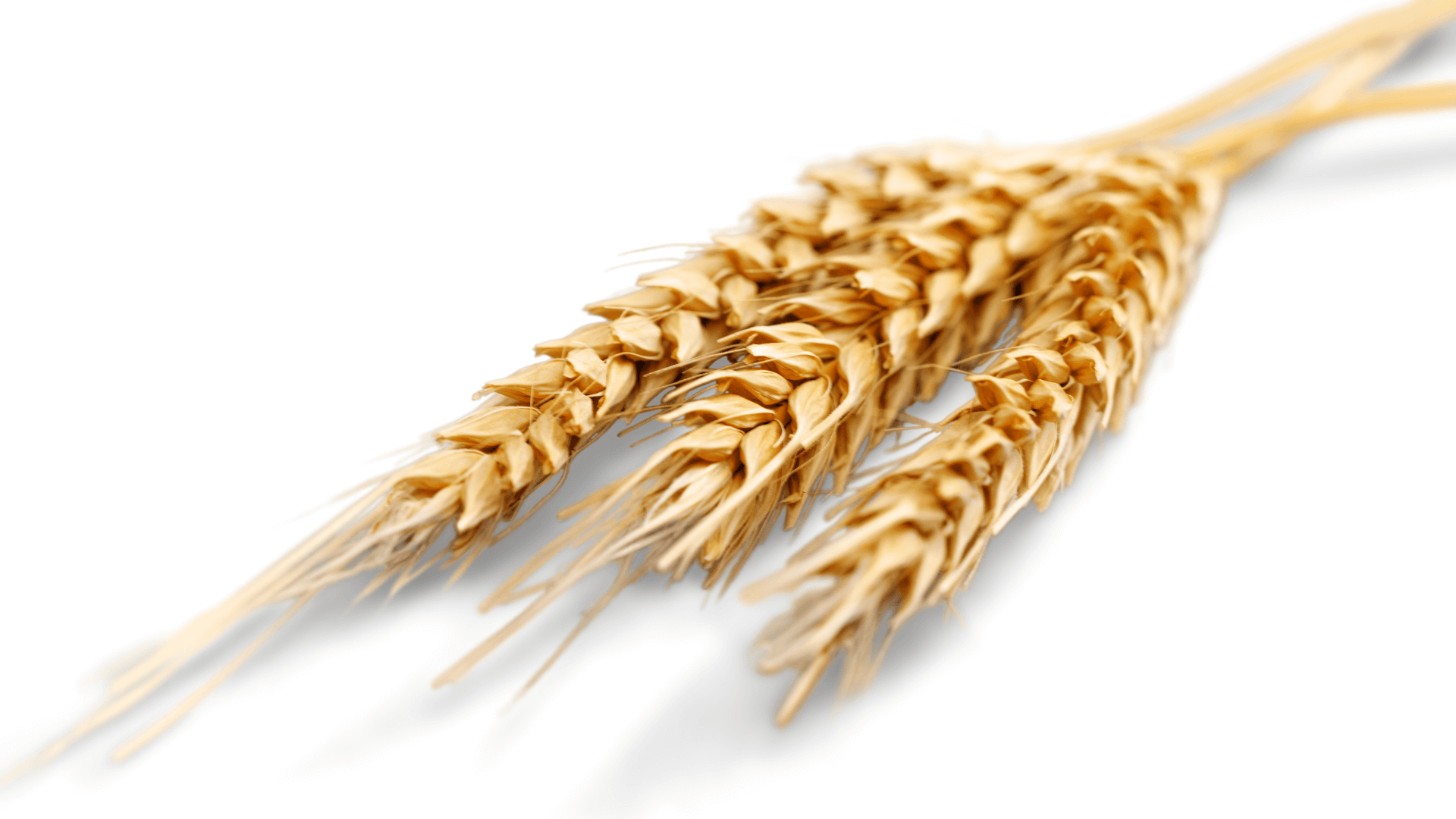 Altering your diet around a wheat allergy or intolerance