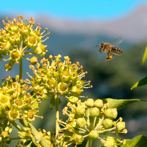 pollen image2 300x300 - Hay Fever Season Guide