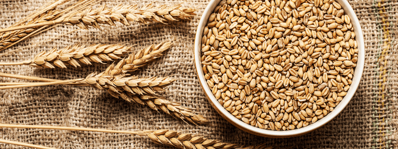 Wheat - Wheat Allergy Guide
