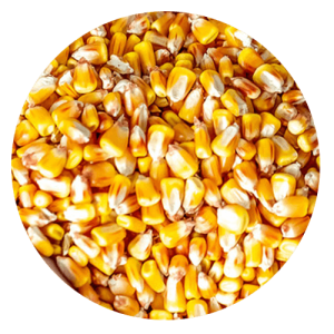 corn 300x300 - Gluten Intolerance