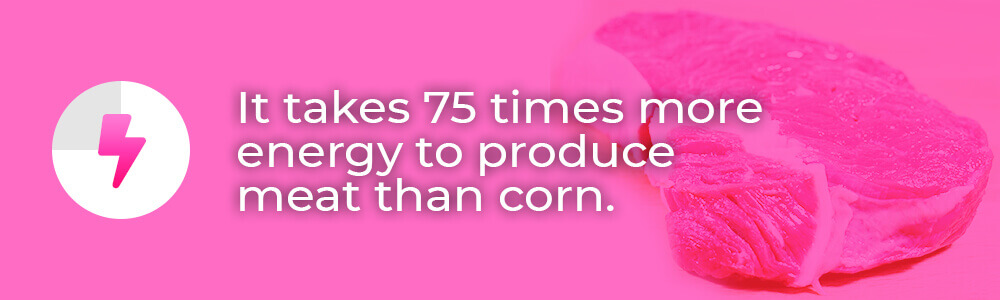 meat-corn-banner-info-1 It takes 75 times more energy to produce meat than corn.