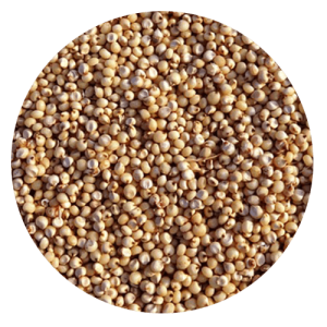 sorghum 300x300 - Gluten Intolerance